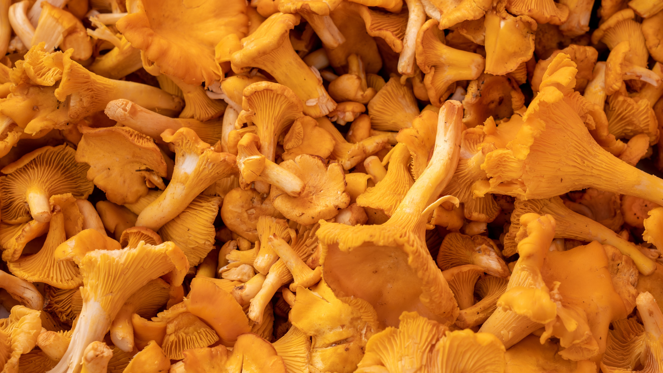 Chanterelles Mushrooms